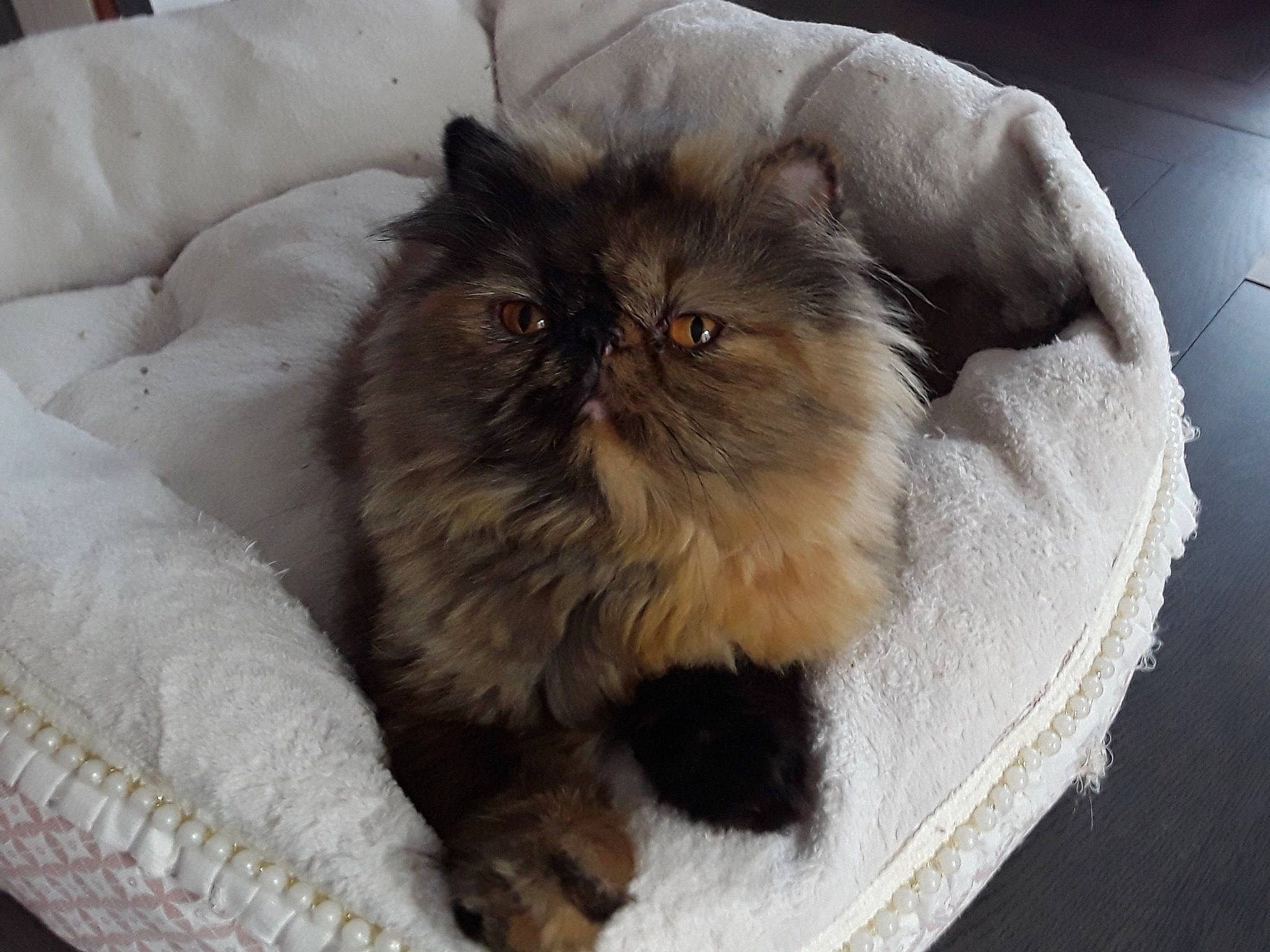 Night Fever participe au concours pour gagner de l'argent avec cette photo : asian_semi_longhair, british_longhair, british_semi_longhair, carnivore, cat, domestic_long_haired_cat, eye, fawn, felidae, fur, himalayan, iris, mammal, napoleon_cat, norwegian_forest_cat, persian, skin, small_to_medium_sized_cats, snout, whiskers