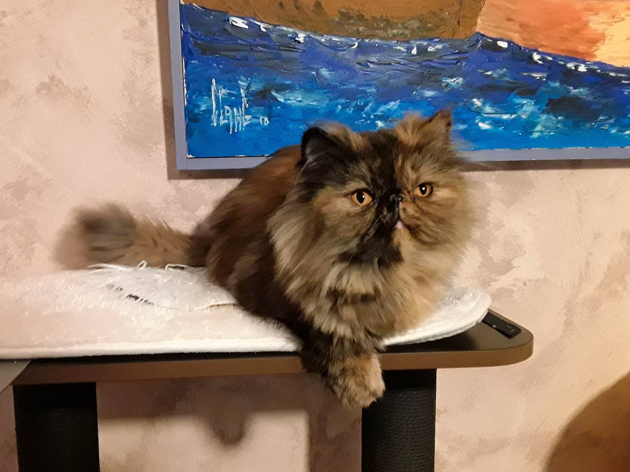 Night Fever a rejoint le concours — aidez-le/la à gagner de superbes lots ! asian, asian_semi_longhair, british_longhair, british_semi_longhair, carnivore, cat, domestic_long_haired_cat, eye, fawn, felidae, kitten, maine_coon, mammal, napoleon_cat, norwegian_forest_cat, persian, ragamuffin, siberian, small_to_medium_sized_cats, whiskers