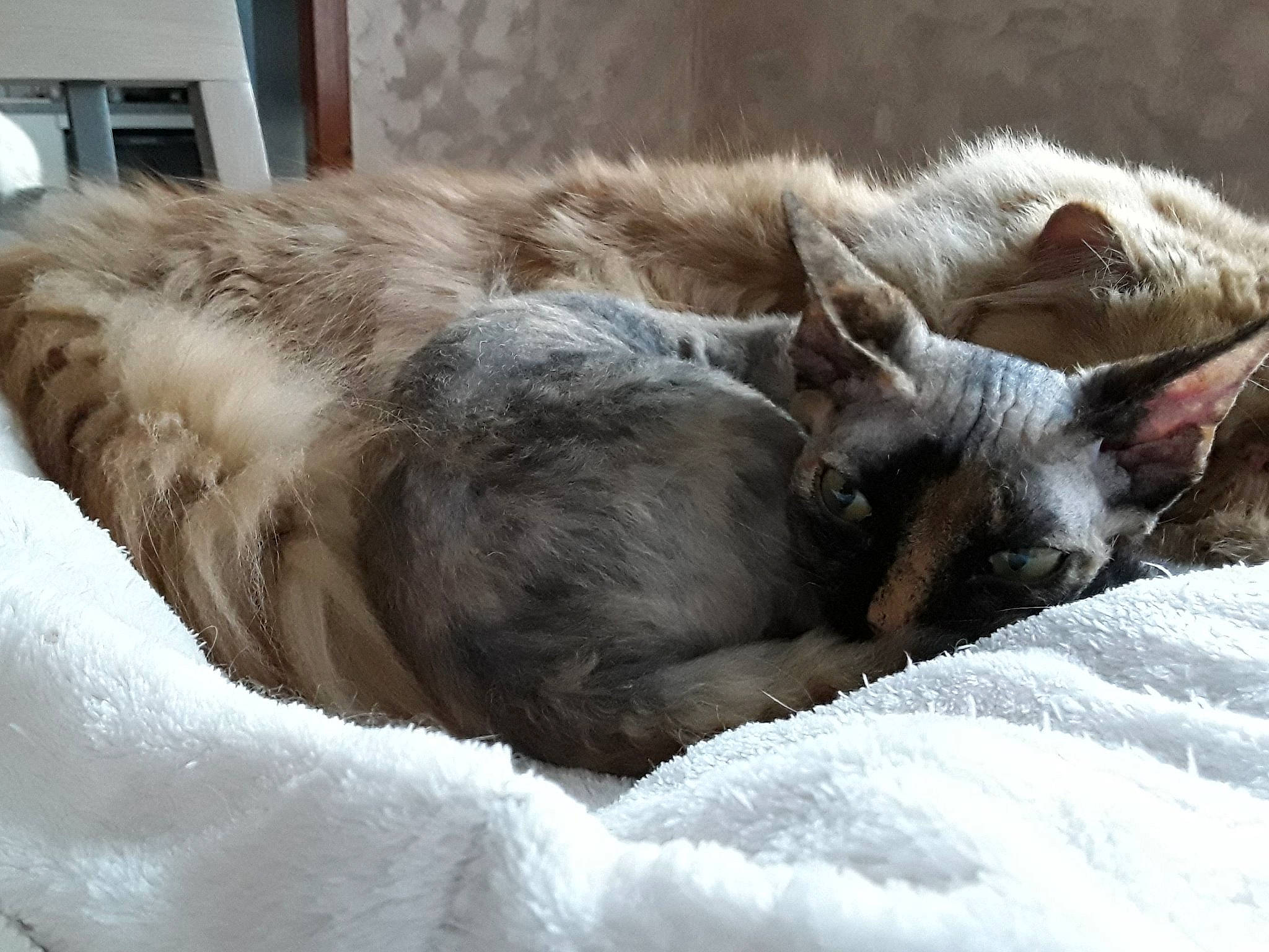 Pretty a rejoint le concours — aidez-le/la à gagner de superbes lots ! asian, balinese, carnivore, cat, comfort, devon_rex, dragon_li, ear, fawn, felidae, fur, german_rex, kitten, nap, oriental_longhair, sleep, small_to_medium_sized_cats, tonkinese, whiskers