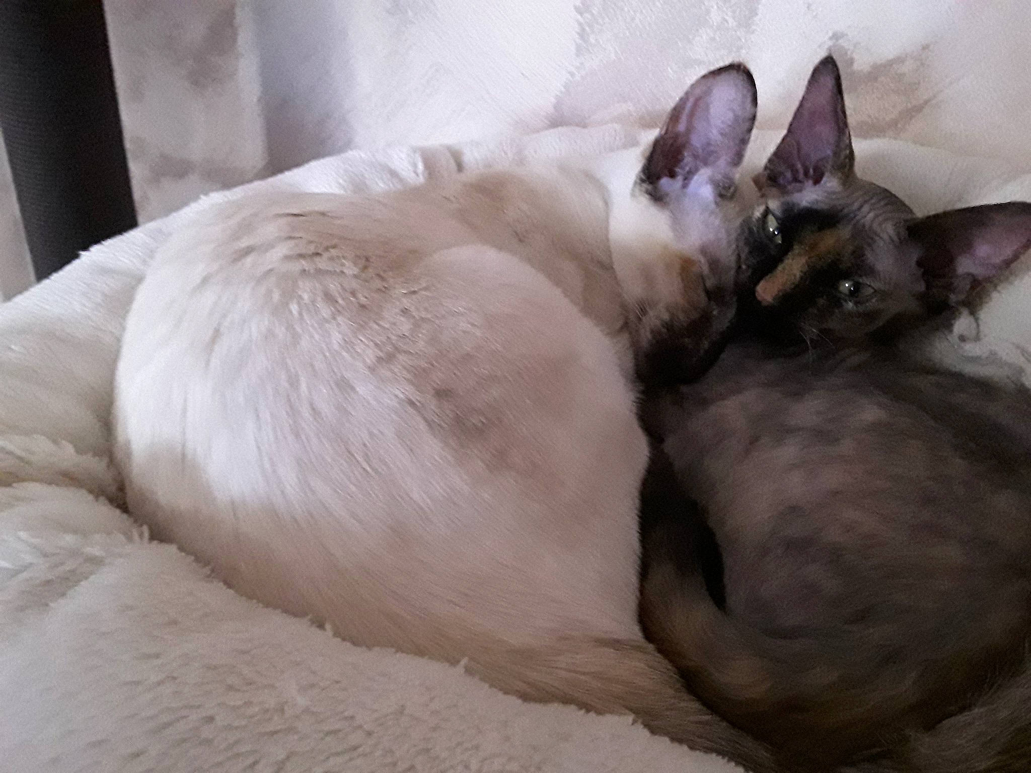 Pretty participe au concours pour gagner de l'argent avec cette photo : asian, balinese, burmese, carnivore, cat, colorpoint_shorthair, cornish_rex, fawn, felidae, fur, javanese, mammal, nap, siamese, sleep, small_to_medium_sized_cats, snout, thai, tonkinese, whiskers