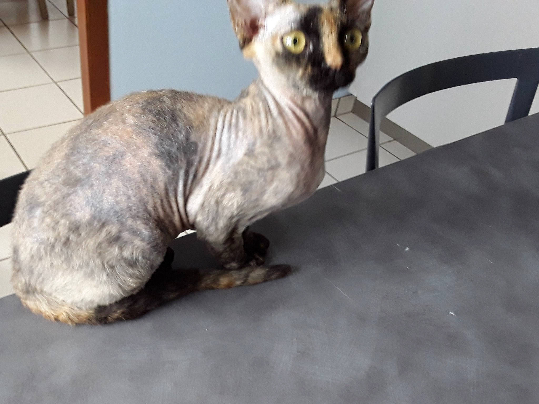 Pretty a rejoint le concours — aidez-le/la à gagner de superbes lots ! asian, carnivore, cat, cornish_rex, devon_rex, donskoy, felidae, german_rex, javanese, mammal, oriental_longhair, oriental_shorthair, peterbald, rex_cat, small_to_medium_sized_cats, snout, sphynx, ukrainian_levkoy, vertebrate, whiskers