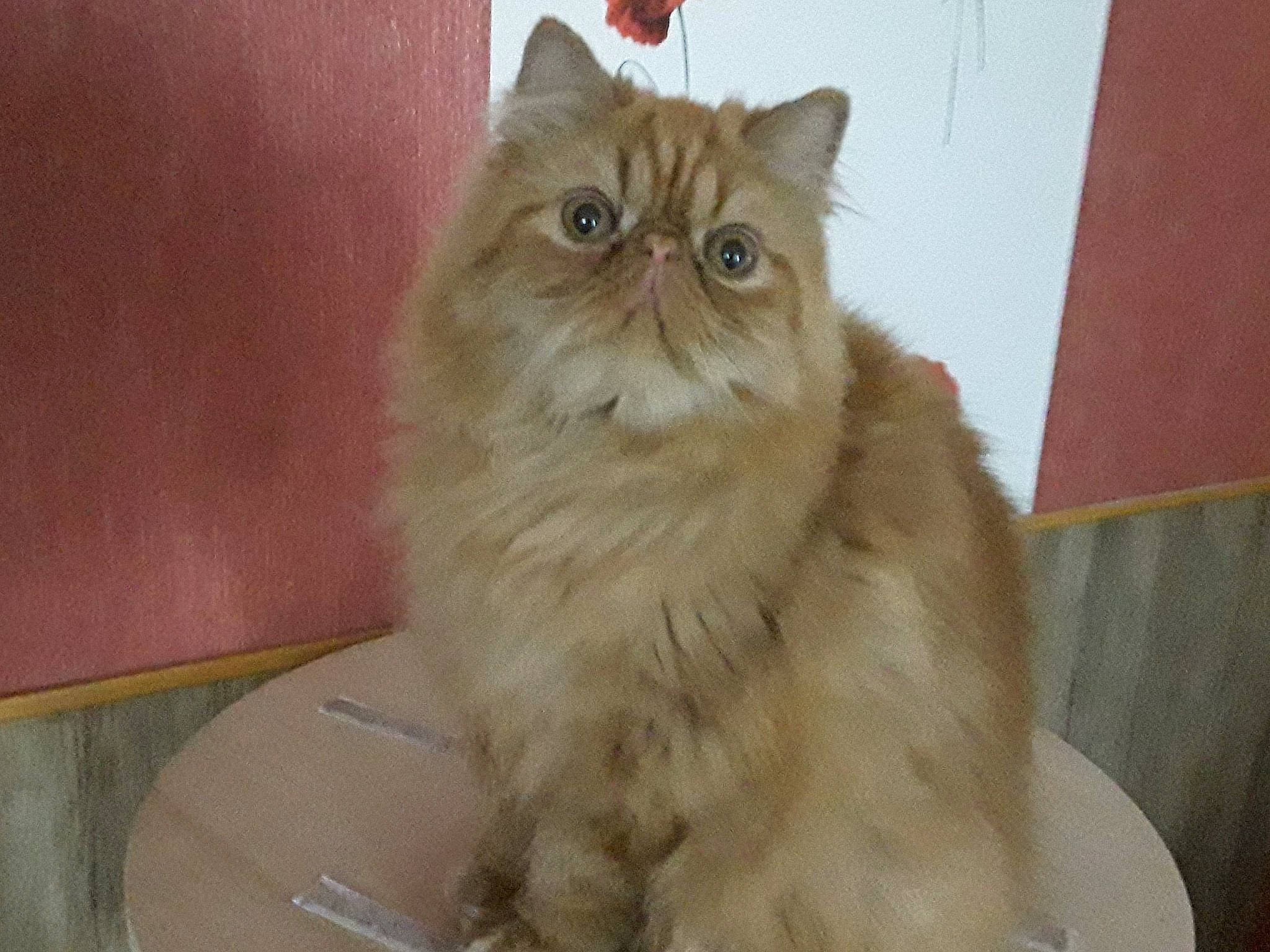 New York participe au concours pour gagner de l'argent avec cette photo : asian, asian_semi_longhair, british_longhair, british_semi_longhair, carnivore, cat, domestic_long_haired_cat, eye, fawn, felidae, fur, iris, mammal, napoleon_cat, norwegian_forest_cat, persian, ragamuffin, small_to_medium_sized_cats, vertebrate, whiskers