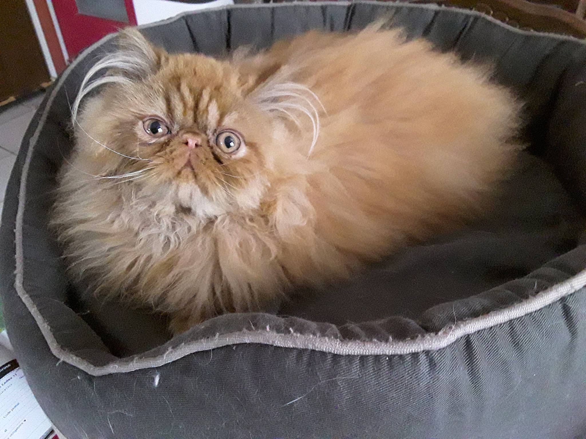 New York a rejoint le concours — aidez-le/la à gagner de superbes lots ! asian_semi_longhair, british_longhair, british_semi_longhair, carnivore, cat, domestic_long_haired_cat, eye, fawn, felidae, fur, himalayan, mammal, napoleon_cat, norwegian_forest_cat, persian, ragamuffin, small_to_medium_sized_cats, whiskers