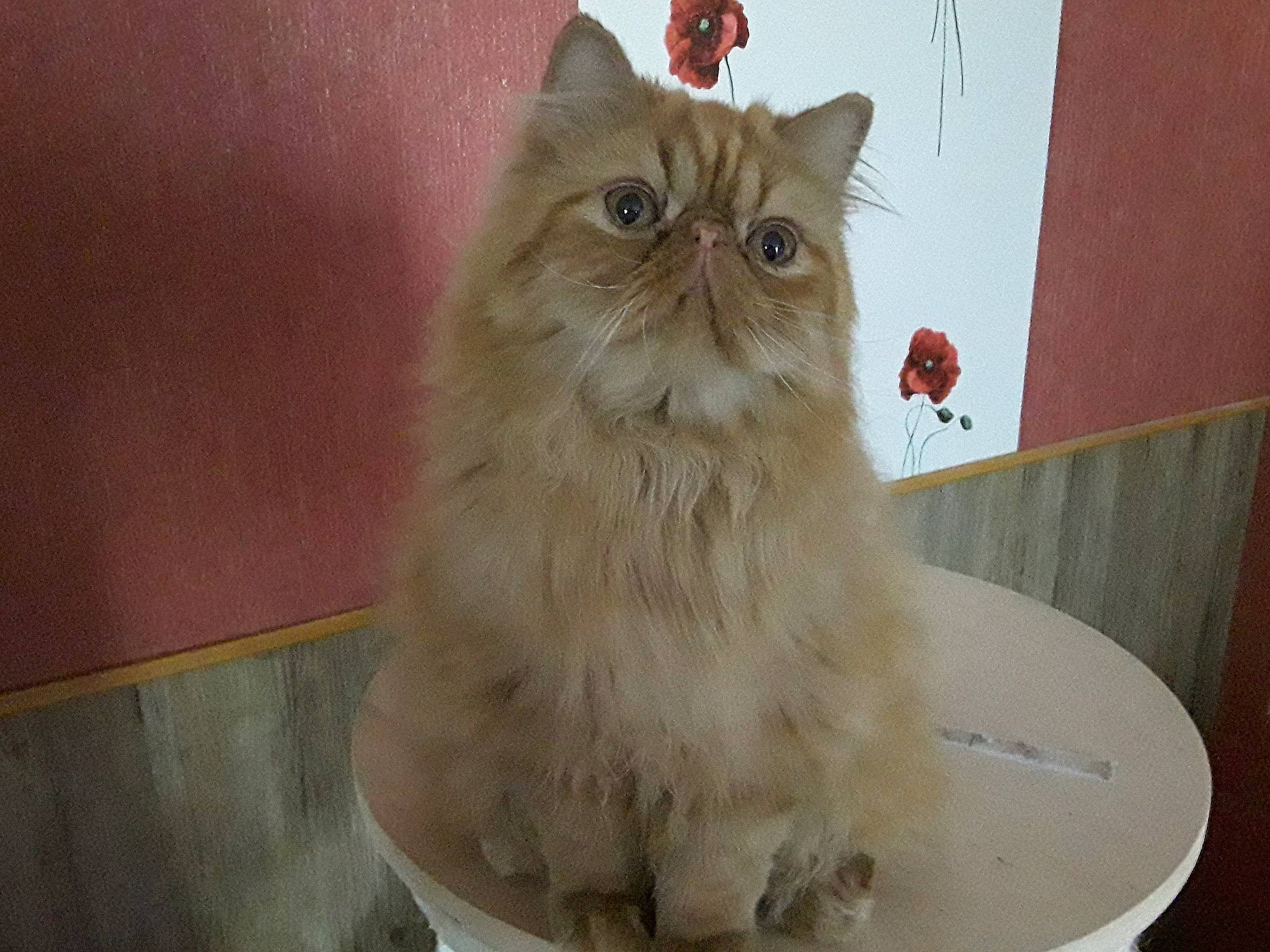 New York participe au concours pour gagner de l'argent avec cette photo : asian, asian_semi_longhair, british_longhair, british_semi_longhair, carnivore, cat, domestic_long_haired_cat, eye, fawn, felidae, fur, iris, mammal, napoleon_cat, norwegian_forest_cat, persian, ragamuffin, small_to_medium_sized_cats, vertebrate, whiskers