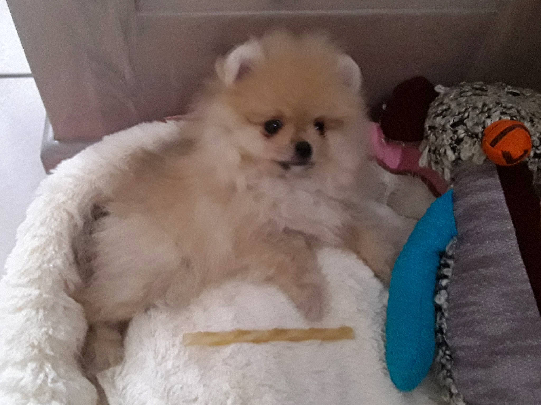 Octavia a rejoint le concours — aidez-le/la à gagner de superbes lots ! canidae, carnivore, companion_dog, dog, dog_breed, eye, german_spitz, german_spitz_klein, german_spitz_mittel, mammal, non_sporting_group, nose, pomeranian, puppy, skin, snout, spitz, toy_dog, vertebrate, volpino_italiano