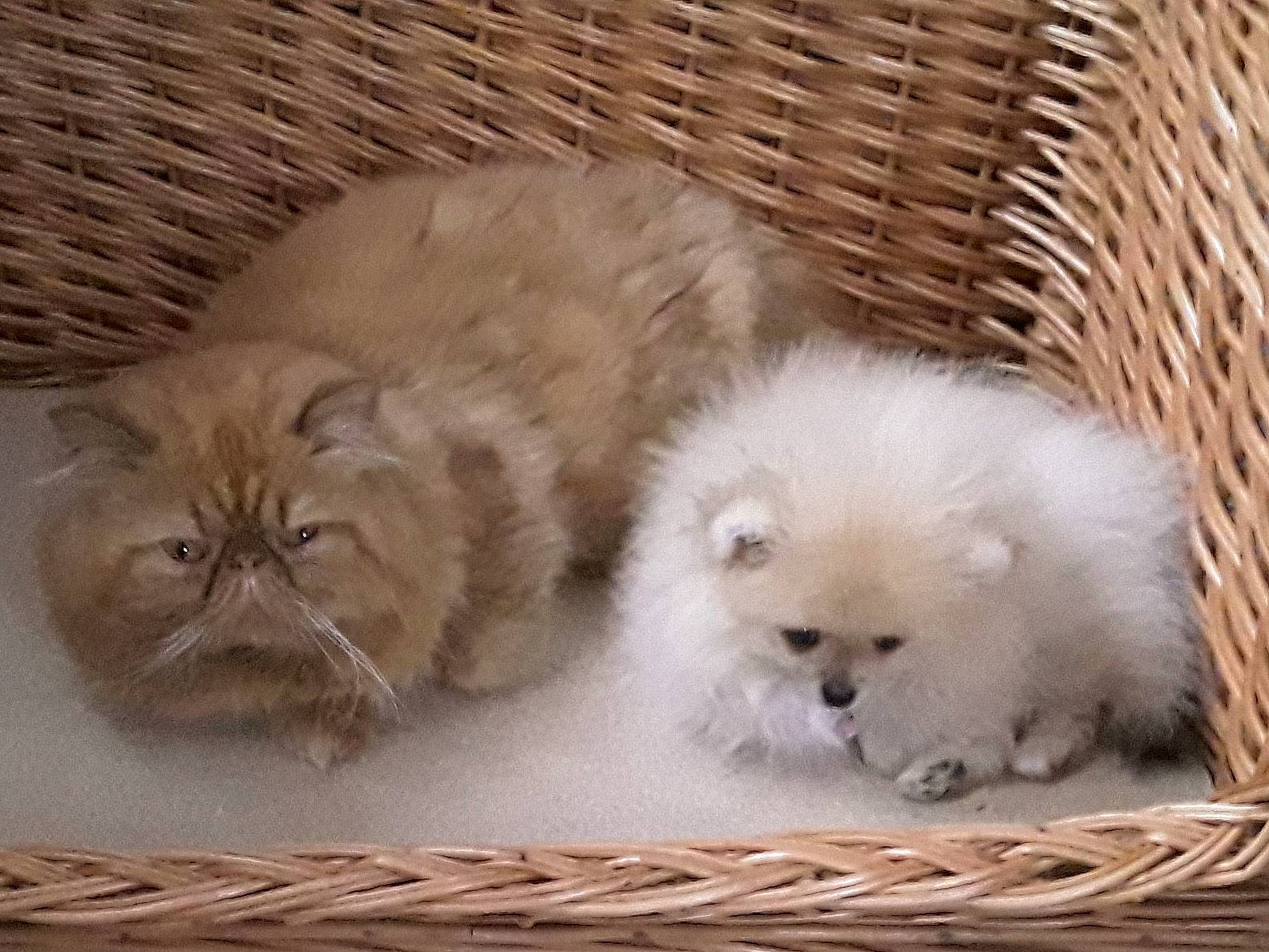 Octavia participe au concours pour gagner de l'argent avec cette photo : british_longhair, canidae, carnivore, cat, dog, dog_breed, fawn, felidae, fur, kitten, mammal, persian, pomeranian, puppy, ragdoll, small_to_medium_sized_cats, spitz, vertebrate, volpino_italiano, whiskers