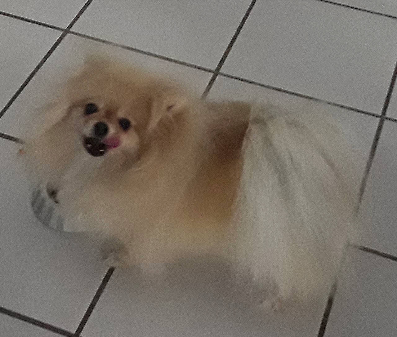 Octavia participe au concours pour gagner de l'argent avec cette photo : canidae, carnivore, companion_dog, dog, dog_breed, dog_supply, fawn, flooring, fur, german_spitz, german_spitz_klein, german_spitz_mittel, paw, pet_supply, spitz, sporting_group, toy_dog, volpino_italiano, whiskers, working_animal