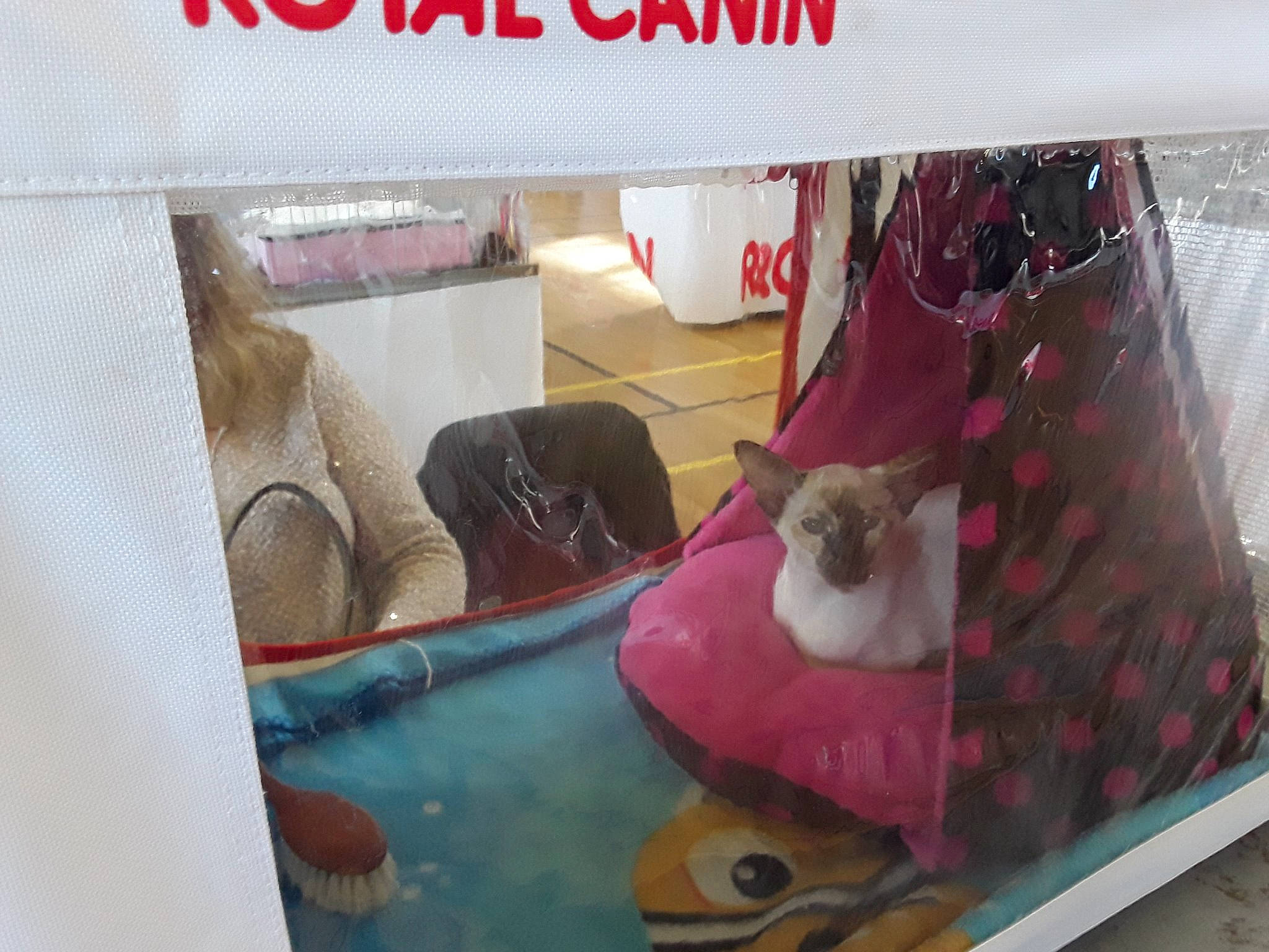 Pépita participe au concours pour gagner de l'argent avec cette photo : cat, interior_design, pink, play