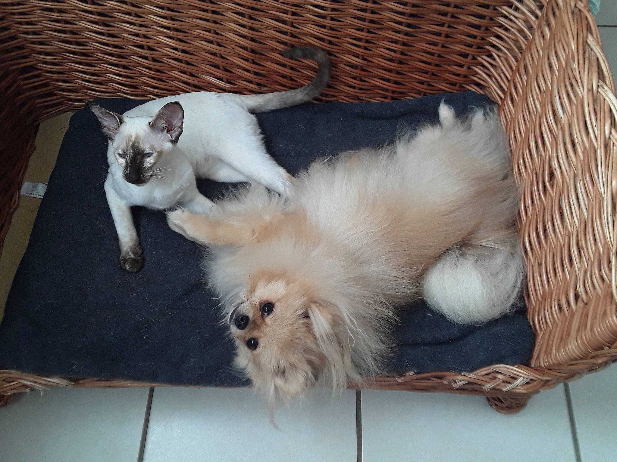 Pépita participe au concours pour gagner de l'argent avec cette photo : balinese, birman, canidae, carnivore, cat, dog_breed, domestic_long_haired_cat, felidae, fur, mammal, paw, ragdoll, small_to_medium_sized_cats, tail, turkish_angora, turkish_van, whiskers