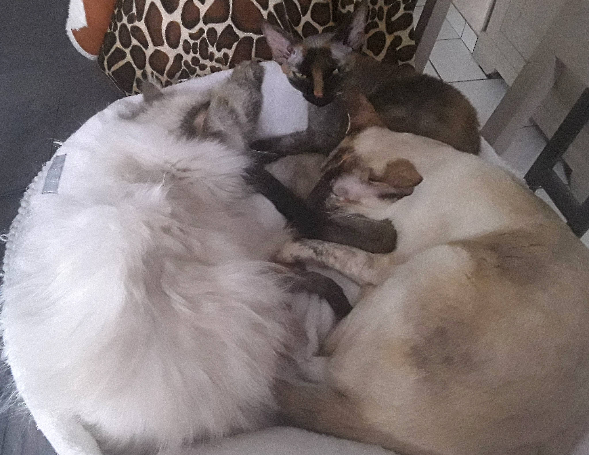 Pépita a rejoint le concours — aidez-le/la à gagner de superbes lots ! bedding, carnivore, cat, comfort, companion_dog, dog_breed, fawn, felidae, fur, linens, mammal, nap, paw, small_to_medium_sized_cats, snout, sporting_group, tail, terrestrial_animal, whiskers, working_animal