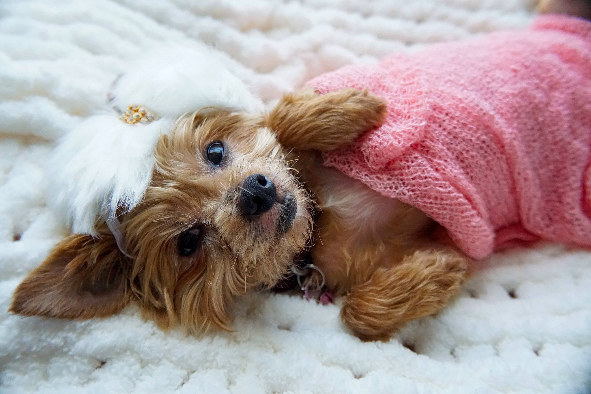 Daisy is registered to the contest to win money with this photo: carnivore, companion_dog, dog, dog_breed, dog_clothes, dog_supply, fawn, fur, liver, mammal, pet_supply, small_terrier, snout, snow, sporting_group, terrier, toy_dog, vertebrate, winter, working_animal