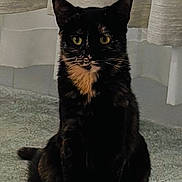 Lily is registered to the contest to win money with this photo: alert, animal, carpet, cat, companion, curtains, cute, domestic_animal, ears, feline, fur, indoor, looking, mammal, pet, portrait, sitting, tortoiseshell, whiskers, yellow_eyes