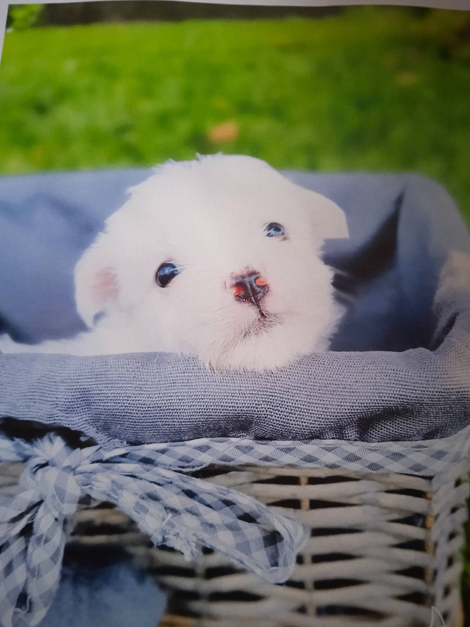 Ringo participe au concours pour gagner de l'argent avec cette photo : ball, basket, comfort_food, companion_dog, fashion_accessory, fawn, felidae, fur, grass, mammal, pattern, plant, plush, small_to_medium_sized_cats, snout, stuffed_toy, teddy_bear, toy, tree, whiskers