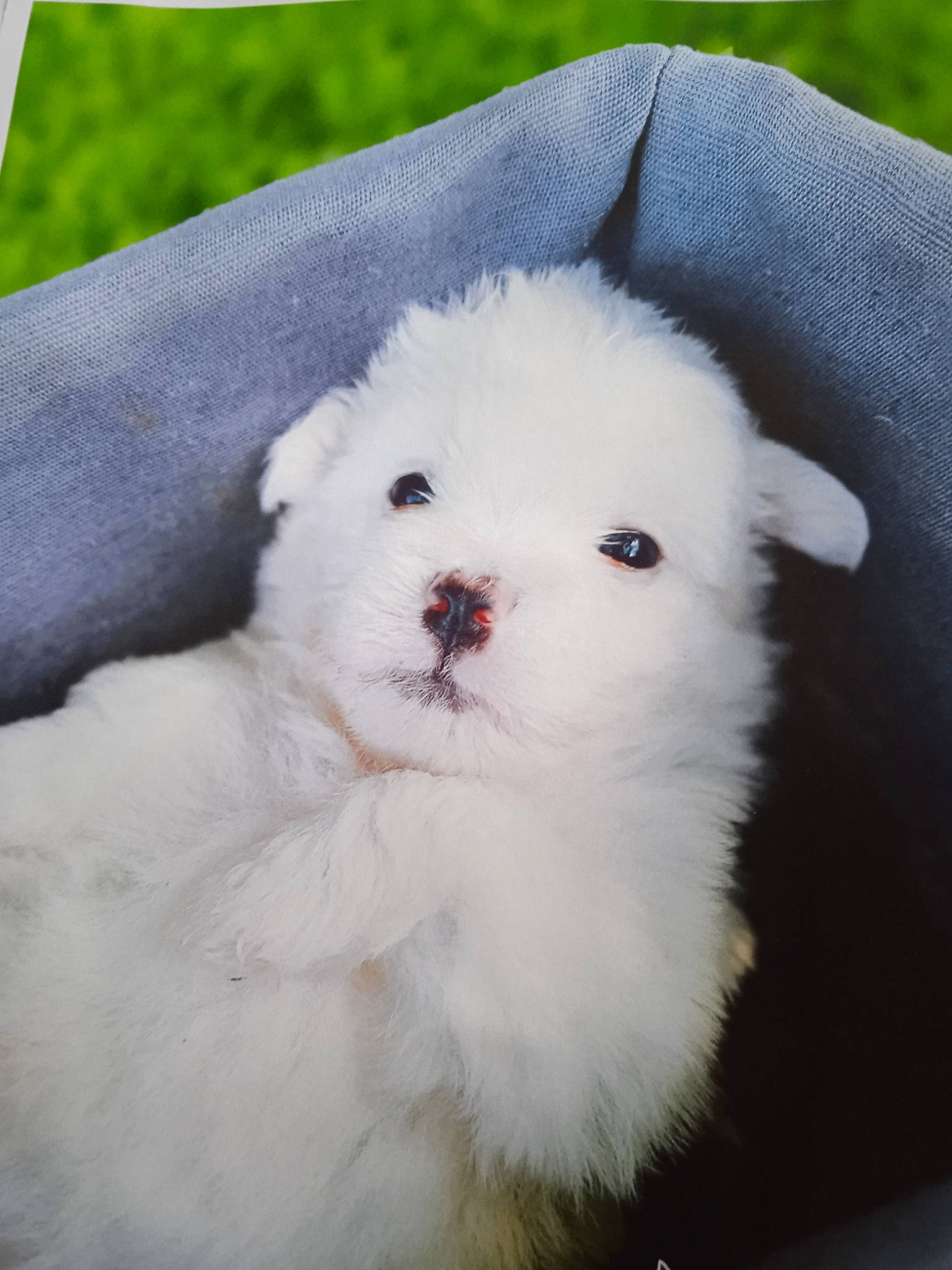 Ringo a rejoint le concours — aidez-le/la à gagner de superbes lots ! ancient_dog_breeds, ball, canidae, carnivore, circle, companion_dog, dog, dog_breed, fur, grass, maltepoo, non_sporting_group, pattern, puppy, snout, sporting_group, toy_dog, whiskers, working_animal