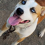 Jay joined the competition — help win amazing prizes! alert, animal, blue_eyes, canine, chain, close_up, collar, dirt, dog, ears, friendly, fur, happy, looking_up, muzzle, outdoor, paws, pet, playful, tongue_out