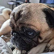 Oscar participe au concours pour gagner de l'argent avec cette photo : pug, dog, pet, canine, wrinkled_face, black_mask, short_hair, brown_coat, large_eyes, sad_expression, lying_down, paw, bed, blanket, indoors, bedroom, close_up, portrait, cozy, animal