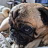 pug, dog, pet, canine, wrinkled_face, black_mask, short_hair, brown_coat, large_eyes, sad_expression, lying_down, paw, bed, blanket, indoors, bedroom, close_up, portrait, cozy, animal