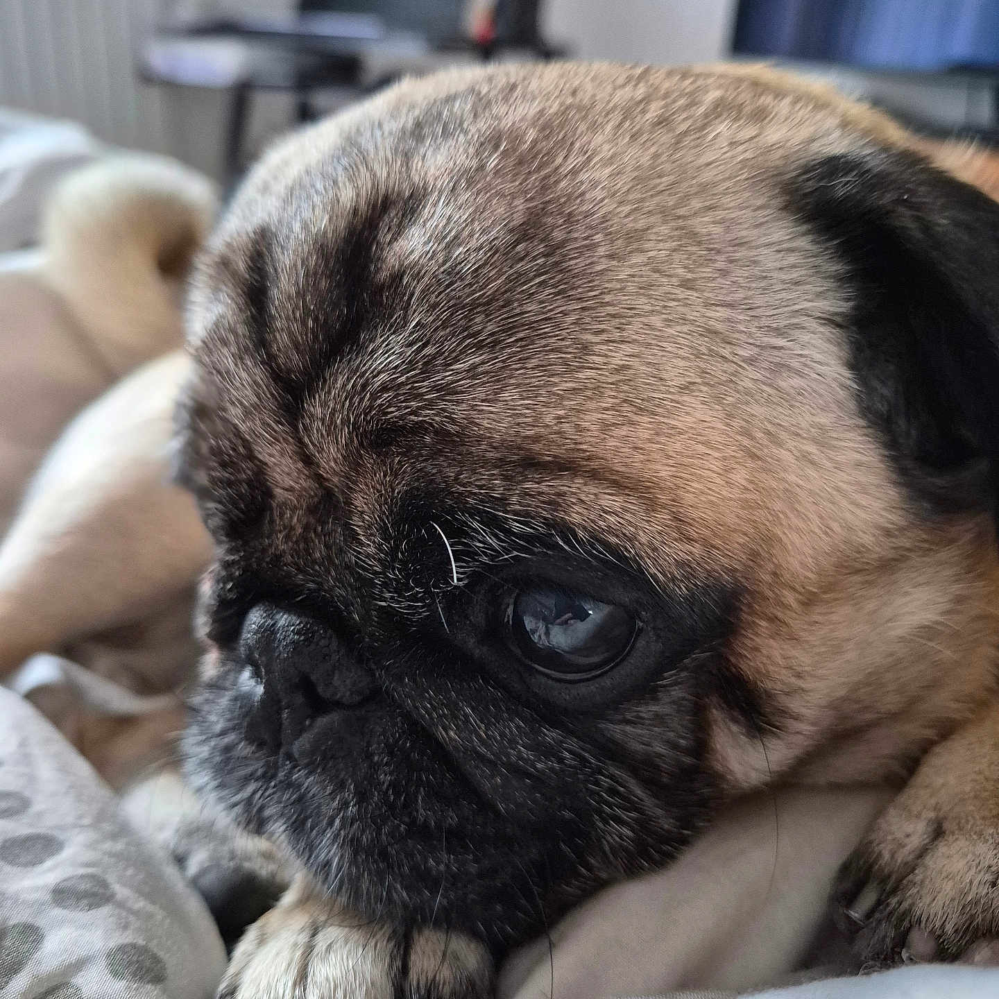 Oscar
