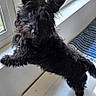 dog, black_dog, window, ledges, curious, perky_ears, indoor, sunlight, pet, canine, fur, small_dog, looking, head_tilt, house, floor, bench, daylight, animal, cute