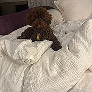 Beanie joined the competition — help win amazing prizes! bed, blanket, brown_dog, canine, comfort, cozy, curtain, dog, domestic_animal, fluffy, furniture, home, indoor, pet, pillow, relaxation, resting, sleeping_area, soft, wall_art