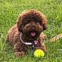 Beanie joined the competition — help win amazing prizes! animal, brown_dog, canine, closeup, collar, curly_fur, daytime, dog, fluffy, grass, happy, leash, nature, outdoor, park, pet, playing, summer, tennis_ball, tongue_out