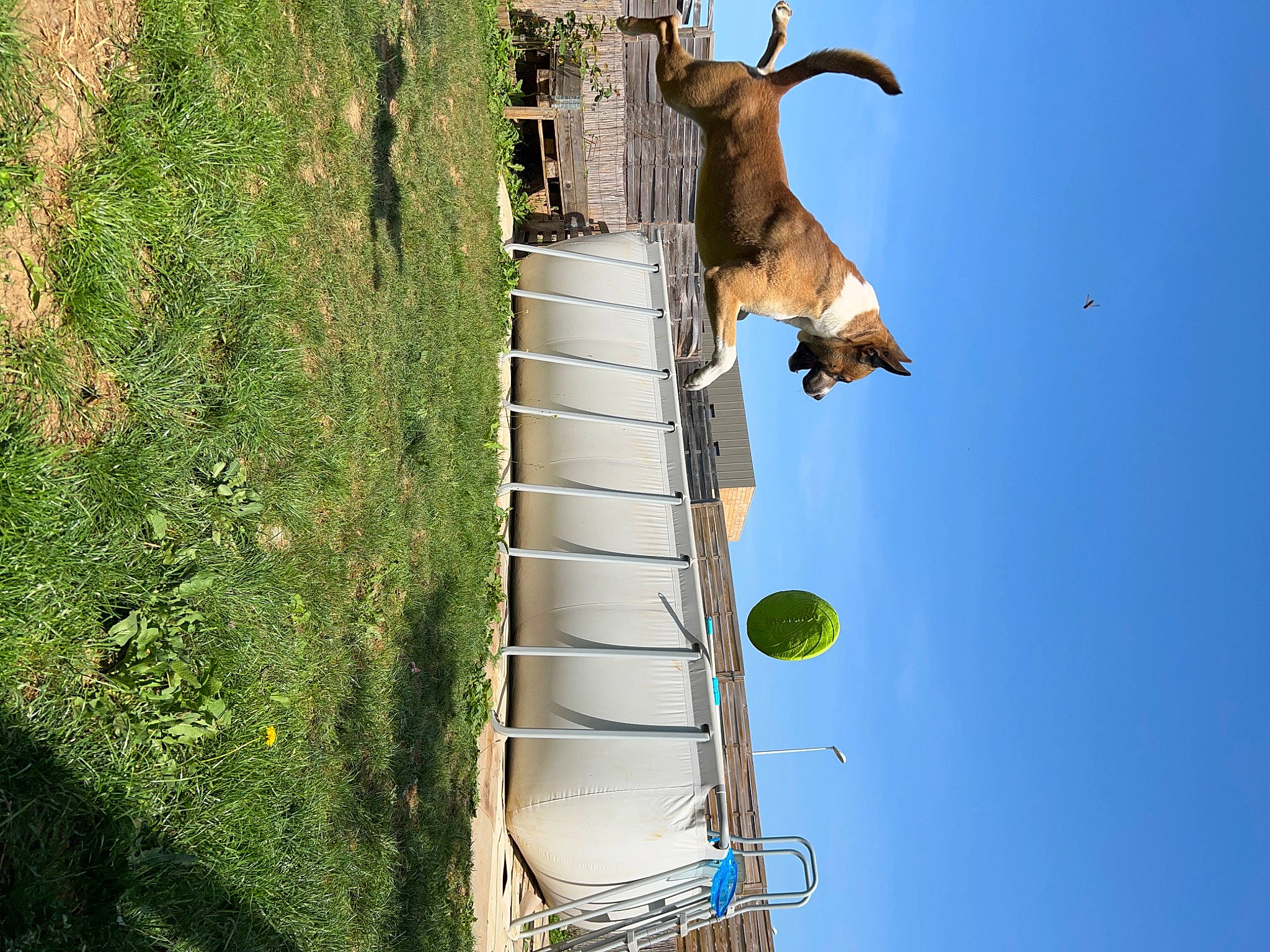 Rover a rejoint le concours — aidez-le/la à gagner de superbes lots ! art, cross, electrical_supply, electricity, fawn, house, landscape, leisure, light, line, plant, pole, sculpture, sky, tree, trunk, water, wildlife, wind, wood
