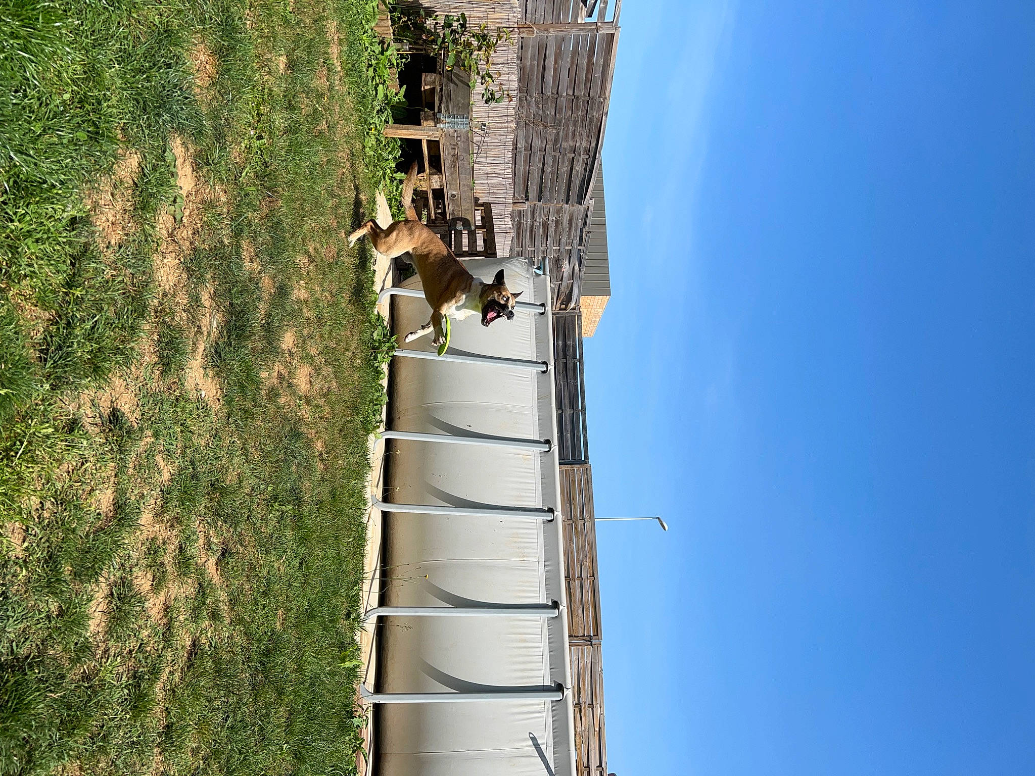 Rover a rejoint le concours — aidez-le/la à gagner de superbes lots ! building, carnivore, condominium, dog, electricity, facade, house, leisure, plant, pole, public_utility, shadow, shrub, sky, slope, stairs, tree, urban_design, wire, wood