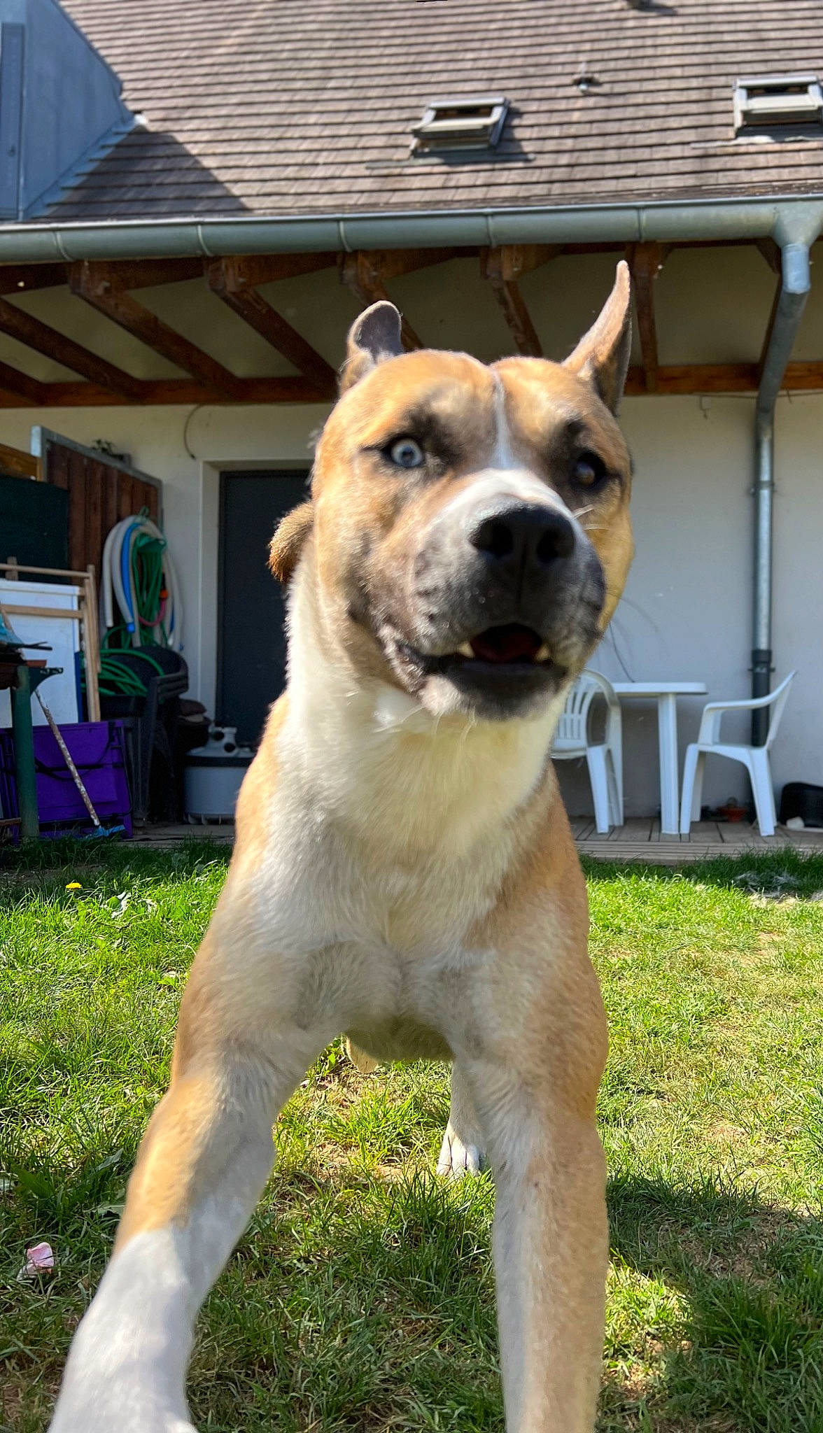 Rover a rejoint le concours — aidez-le/la à gagner de superbes lots ! ancient_dog_breeds, canidae, carnivore, chair, collar, companion_dog, dog, dog_breed, dog_collar, fawn, grass, outdoor_furniture, plant, snout, sporting_group, tail, whiskers, window, working_animal, working_dog