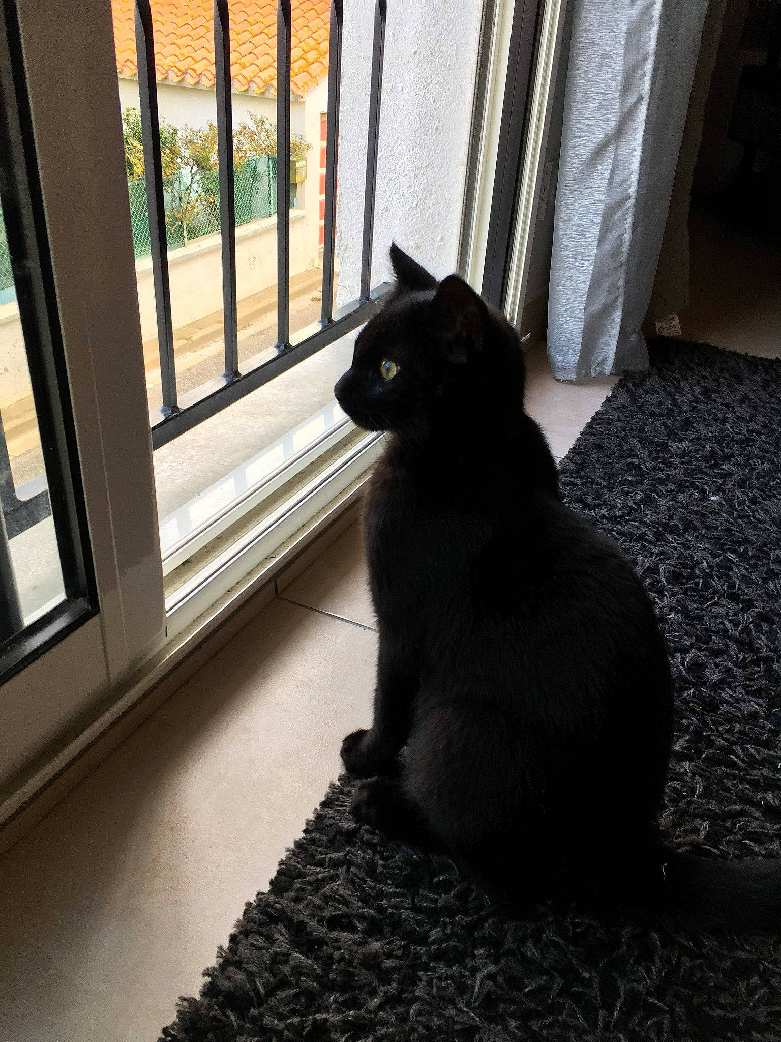 Bébé-chat a rejoint le concours — aidez-le/la à gagner de superbes lots ! asian, black, black_cat, bombay, carnivore, cat, domestic_short_haired_cat, felidae, floor, flooring, home, house, interior_design, room, shadow, small_to_medium_sized_cats, tail, tile, whiskers, window