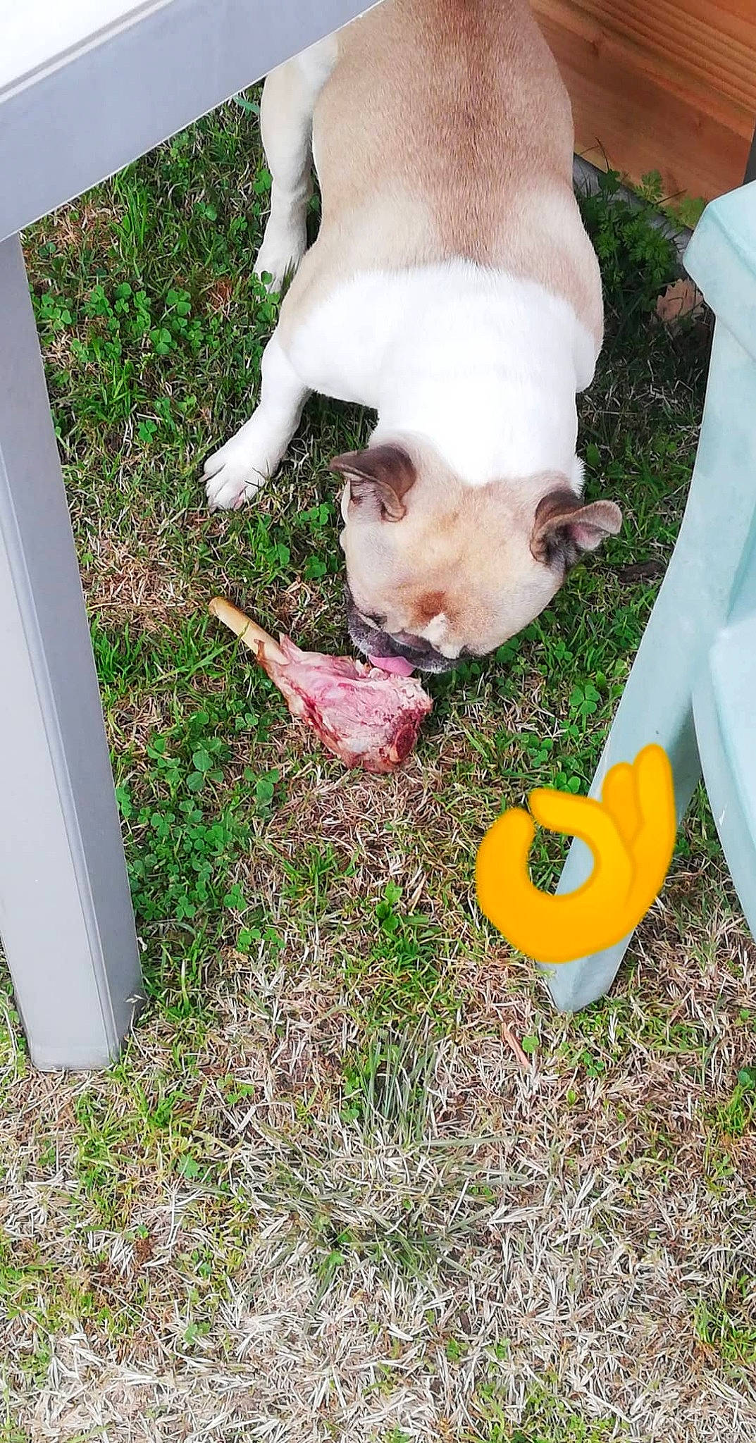Nestor participe au concours pour gagner de l'argent avec cette photo : american_bulldog, australian_bulldog, canidae, carnivore, companion_dog, dog, dog_breed, dogo_guatemalteco, fawn, french_bulldog, grass, non_sporting_group, pit_bull, puppy, valley_bulldog