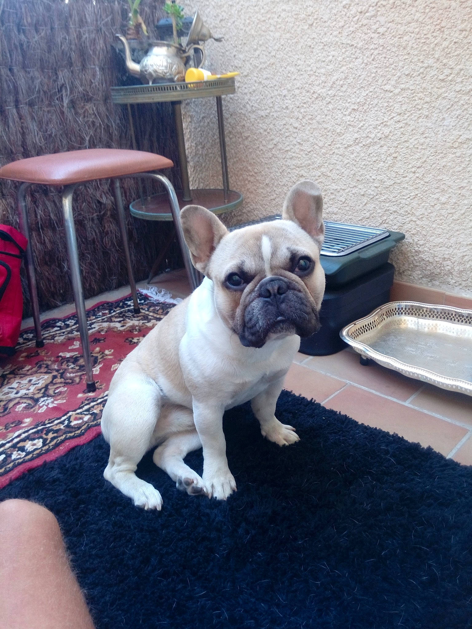 Nestor a rejoint le concours — aidez-le/la à gagner de superbes lots ! australian_bulldog, bulldog, canidae, carnivore, companion_dog, dog, dog_breed, fawn, french_bulldog, mammal, molosser, non_sporting_group, old_english_bulldog, pug, puppy, skin, snout, toy_bulldog, toy_dog, vertebrate