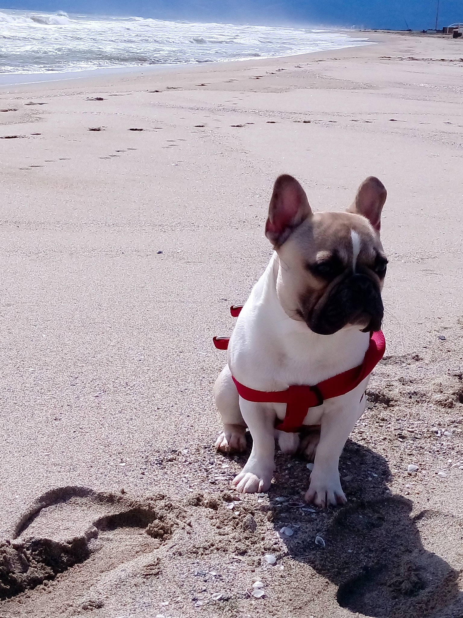 Nestor a rejoint le concours — aidez-le/la à gagner de superbes lots ! adventure, beach, bulldog, canidae, carnivore, companion_dog, dog, dog_breed, fawn, french_bulldog, mammal, non_sporting_group, pug, sky, snout, toy_bulldog, toy_dog, vacation