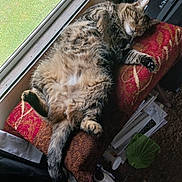 Tator Tot joined the competition — help win amazing prizes! adult, animal, architecture, armchair, building, cat, chair, couch, cushion, furniture, homedecor, indoors, livingroom, male, man, manx, person, pet, room, sleeping