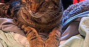 Prince Mouse is registered to the contest to win money with this photo: cat, tabby, pet, hand, blanket, indoor, fur, relaxing, cute, animal, whiskers, sleepy, comfort, cozy, paws, resting, domestic, feline, soft, closeup