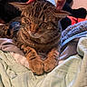 cat, tabby, pet, hand, blanket, indoor, fur, relaxing, cute, animal, whiskers, sleepy, comfort, cozy, paws, resting, domestic, feline, soft, closeup