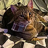 Prince Mouse is registered to the contest to win money with this photo: cat, tabby, pet, collar, checkered_blanket, indoor, feline, resting, cute, animal, whiskers, ears, fur, bed, cozy, domestic, relaxed, closeup, face, comfort