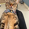 Prince Mouse joined the competition — help win amazing prizes! cat, tabby, collar, button, feline, pet, relaxed, indoor, floor, sneakers, person, lap, fur, whiskers, ears, clothing, plaid, closeup, cute, resting