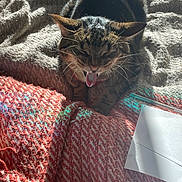 Prince Mouse joined the competition — help win amazing prizes! cat, tabby_cat, yawning, tongue, teeth, blanket, textile, red, gray, sunlight, shadow, pen, paper, indoor, cozy, feline, pet, animal, resting, closeup