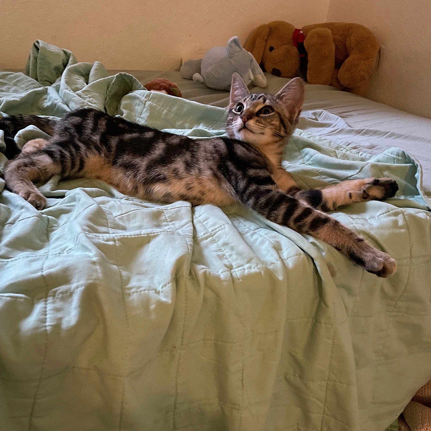 Prince Mouse