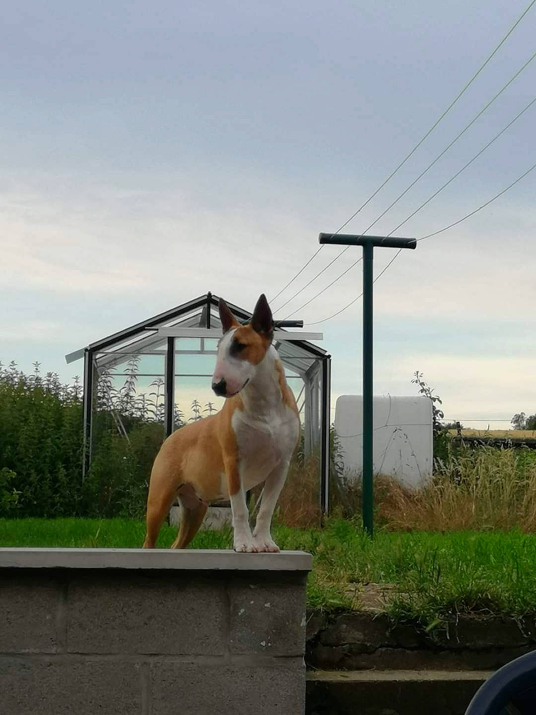 Rouxy participe au concours pour gagner de l'argent avec cette photo : art, canidae, carnivore, cloud, collar, companion_dog, dog, dog_breed, dog_collar, fawn, felidae, grass, metal, non_sporting_group, plant, sky, small_to_medium_sized_cats, tail, tree, whiskers