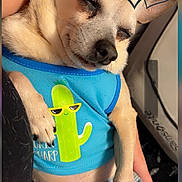 Taco is registered to the contest to win money with this photo: dog, sleeping, blue_shirt, cactus_cartoon, paw, hand, denim, clothing, cute, pet, cozy, relaxed, indoor, love_hearts, nap, small_dog, fur, animal, closeup, resting