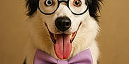 Tayla participe au concours pour gagner de l'argent avec cette photo : dog, party_hat, glasses, bow_tie, tongue_out, happy, portrait, indoor, black_and_white_fur, pet, canine, close_up, celebration, costume, accessory, studio, smiling, cute, funny, animal