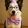 accessory, animal, black_and_white_fur, bow_tie, canine, celebration, close_up, costume, cute, dog, funny, glasses, happy, indoor, party_hat, pet, portrait, smiling, studio, tongue_out