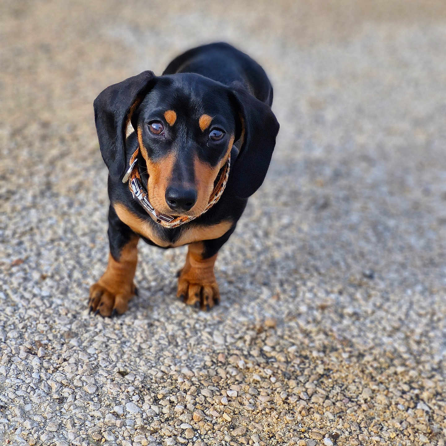 Vénus a rejoint le concours — aidez-le/la à gagner de superbes lots ! accessories, alloywheel, animal, beagle, canine, car, carwheel, dog, gravel, hound, machine, pebble, pet, puppy, road, spoke, strap, tire, transportation, vehicle