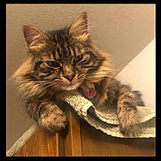 Kali joined the competition — help win amazing prizes! cat, tabby, fluffy, pet, indoor, towel, wooden_cabinet, feline, relaxed, closeup, animal, whiskers, ears, paws, fur, home, resting, portrait, cute, domestic_animal