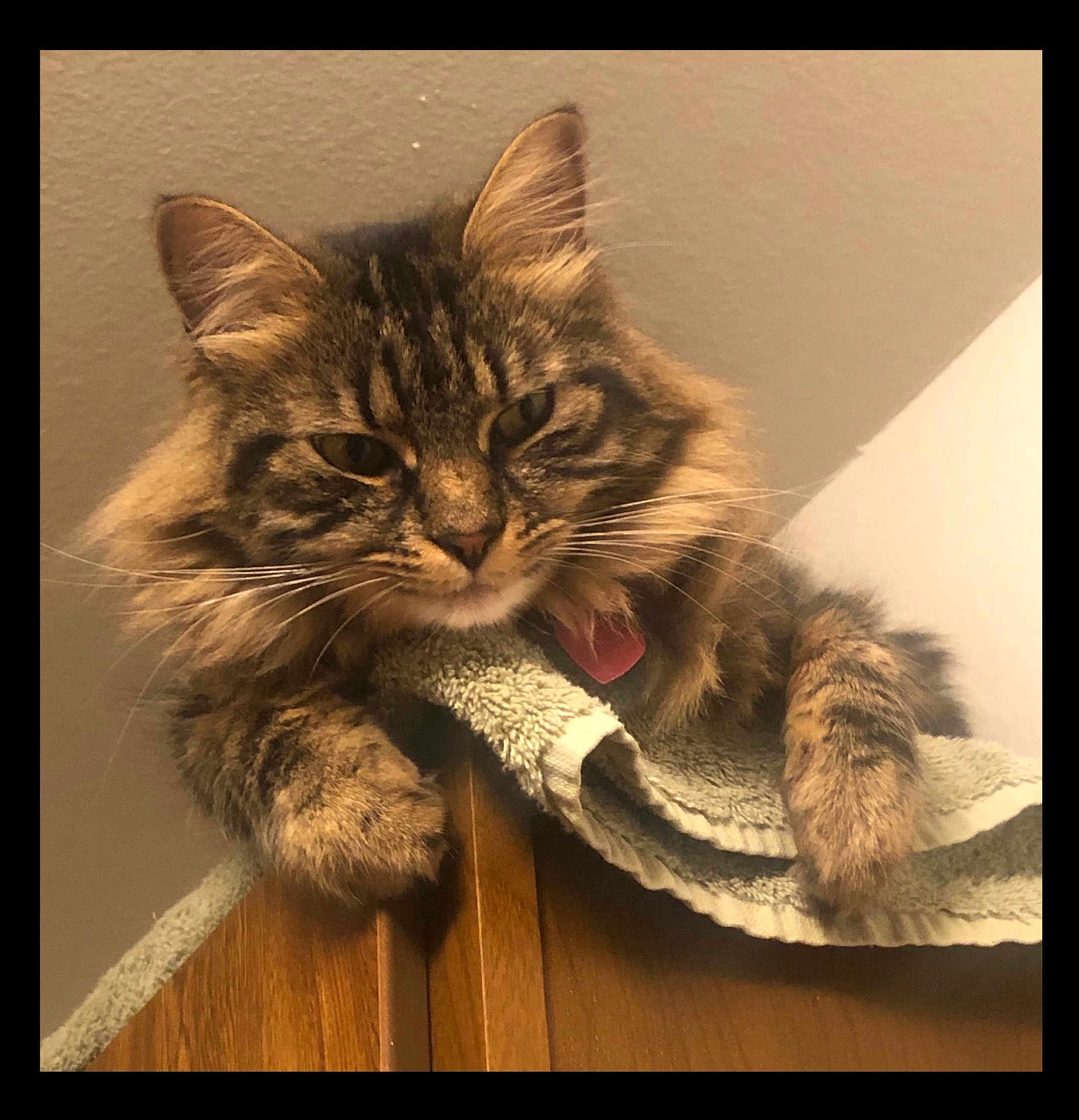 Kali joined the competition — help win amazing prizes! cat, tabby, fluffy, pet, indoor, towel, wooden_cabinet, feline, relaxed, closeup, animal, whiskers, ears, paws, fur, home, resting, portrait, cute, domestic_animal