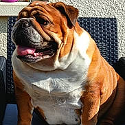 Sibell a rejoint le concours — aidez-le/la à gagner de superbes lots ! bulldog, dog, pet, animal, canine, sitting, outdoor, sunlight, chair, woven_chair, fur, tongue, paw, white_fur, brown_fur, wrinkles, cute, relaxed, portrait, domestic_animal