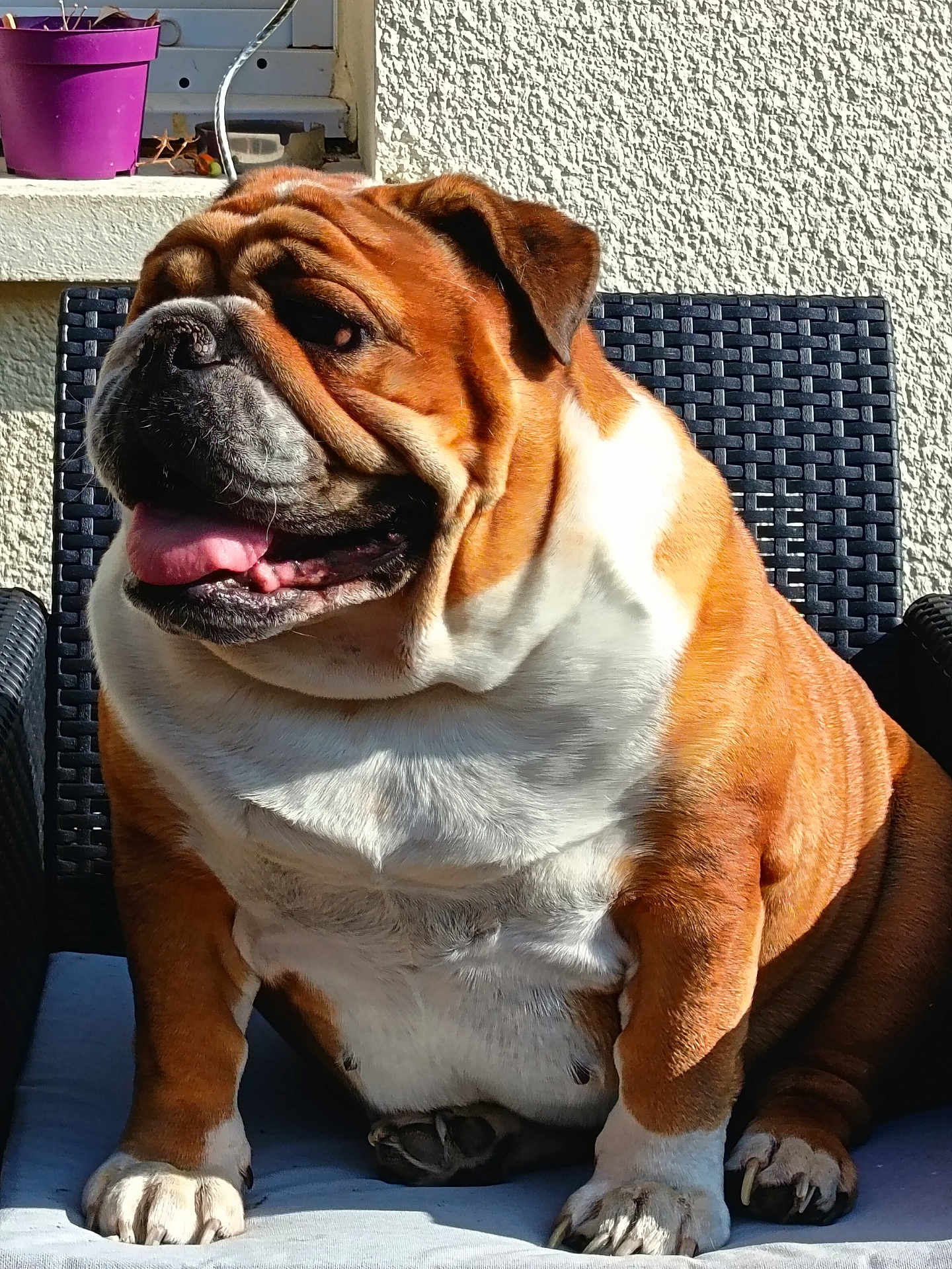 Sibell a rejoint le concours — aidez-le/la à gagner de superbes lots ! bulldog, dog, pet, animal, canine, sitting, outdoor, sunlight, chair, woven_chair, fur, tongue, paw, white_fur, brown_fur, wrinkles, cute, relaxed, portrait, domestic_animal