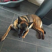Thaïs participe au concours pour gagner de l'argent avec cette photo : dog, german_shepherd, pet_bed, blanket, floor, tile_floor, indoor, resting, animal, canine, brown, black, ears, fur, laying, quiet, home, domestic, relaxed, companion