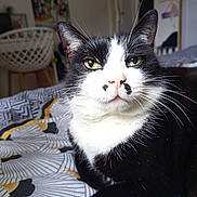 Lilou participe au concours pour gagner de l'argent avec cette photo : cat, black_and_white, pet, indoor, bed, feline, animal, whiskers, closeup, relaxed, yellow_eyes, fur, domestic_cat, resting, comfort, cute, portrait, bedroom, household, calm